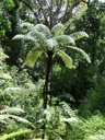 A beautifil tall fern in a jungle.